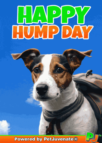 Happy Wedensday Hump Hard Work Pj Pet Chews Love Dog Puppy Happy Hump Day Wedensday GIF
