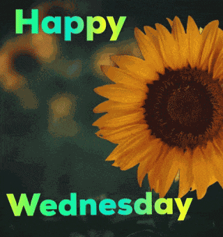 Happy Wednesday GIF