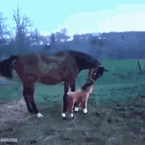 Hate Others Horse GIF