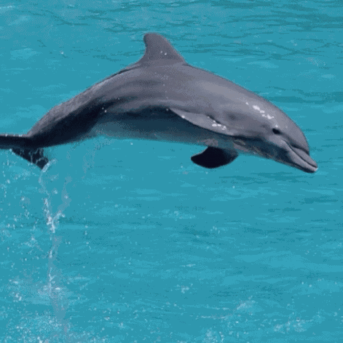 Have A Nice Day Have A Great Day GIF