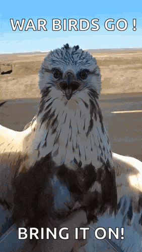 Hawk Dancing GIF