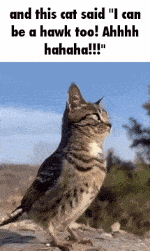 Hawk Tuah Hawk Too GIF