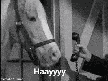 Hay Horse GIF