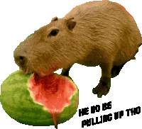He Do Be Pulling Up Tho Capybara Pull Up Sticker