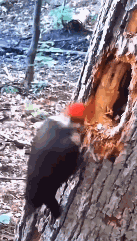 Head Bang Head Banging GIF