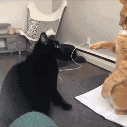 Head Pat Cat GIF