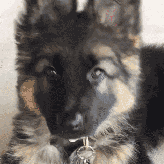 Head Tilt Puppy GIF