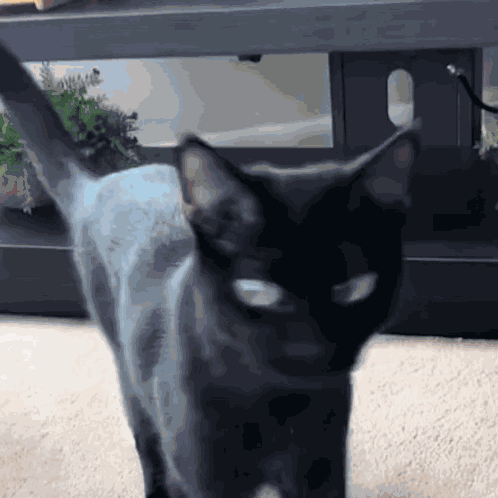 Headshake Head Shake GIF