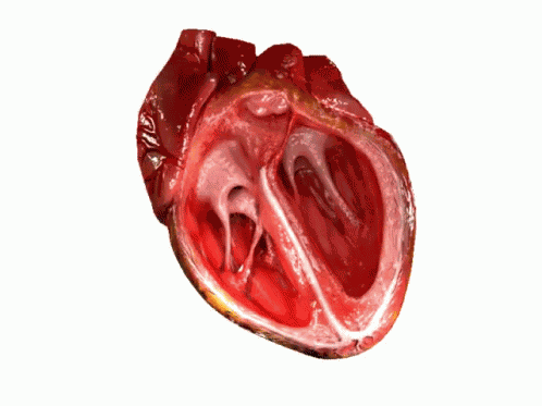 Heart Beat GIF