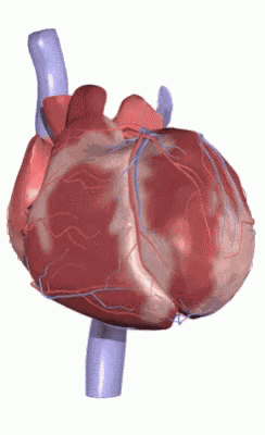 Heart Beating GIF