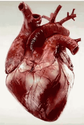 Heart Corazon GIF