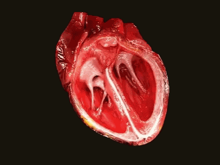 Heart Heartbeat GIF