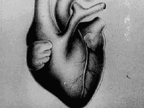 Heart Human Heart GIF