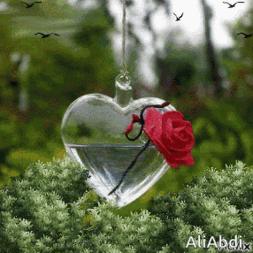 Heart GIF
