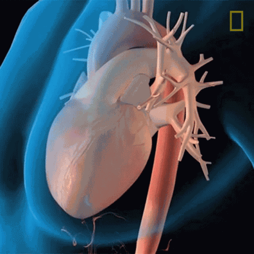 Heart National Geographic GIF