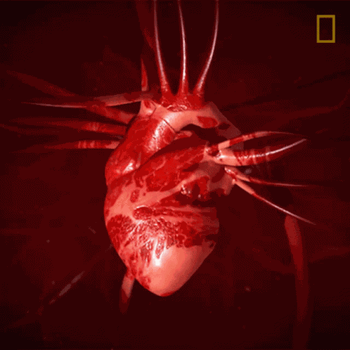 Heart National Geographic GIF