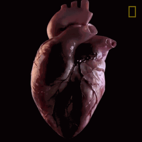 Heart National Geographic GIF