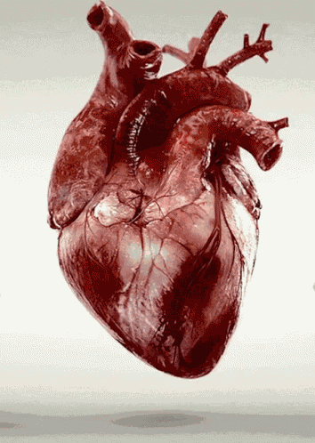 Heart Realistic GIF