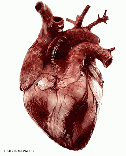 Heart Realistic GIF