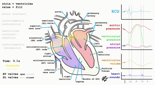 Heart GIF