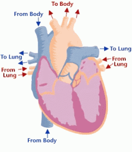 Heartbeat Circulatory GIF