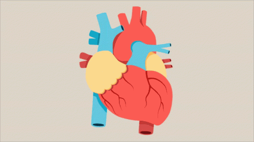 Heartbeat Human Heart GIF
