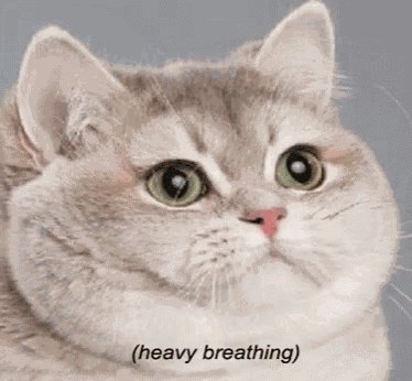 Heavy Breathing Cat GIF