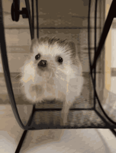Hedgehog Run GIF