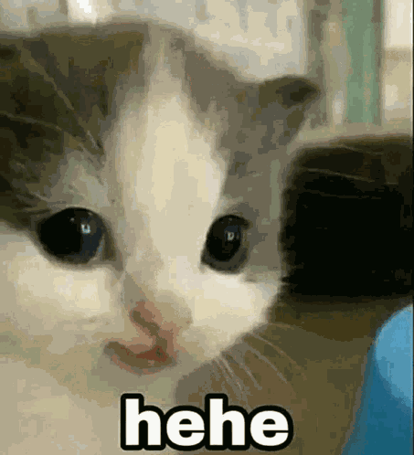 Hehedipsanu GIF