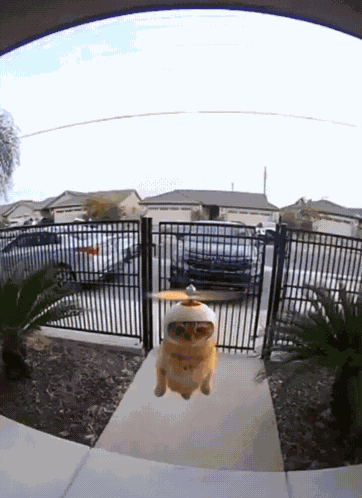Helicopter Cat Wunkus GIF