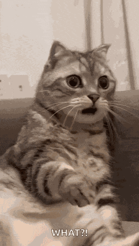 Hell No Oh Hell No GIF