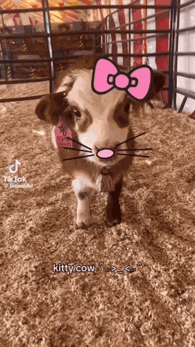 Hell0k1ttyc0w GIF