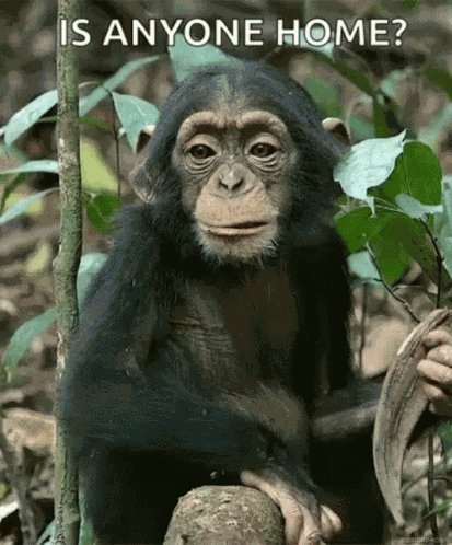 Hello Anybody GIF