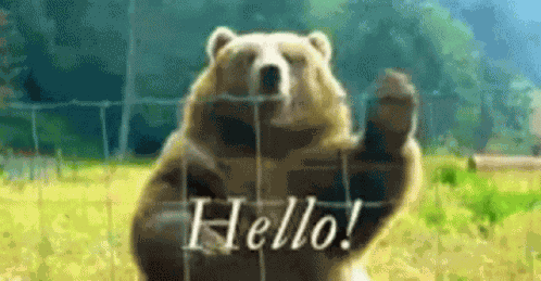 Hello Bear GIF