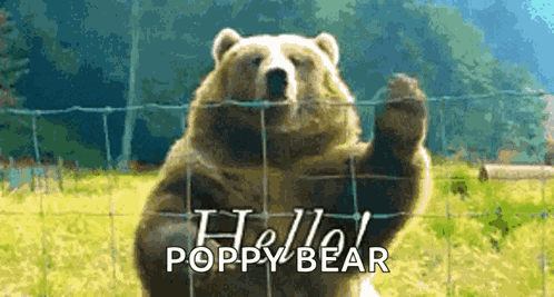 Hello Bear GIF