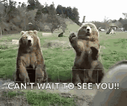 Hello Bears GIF
