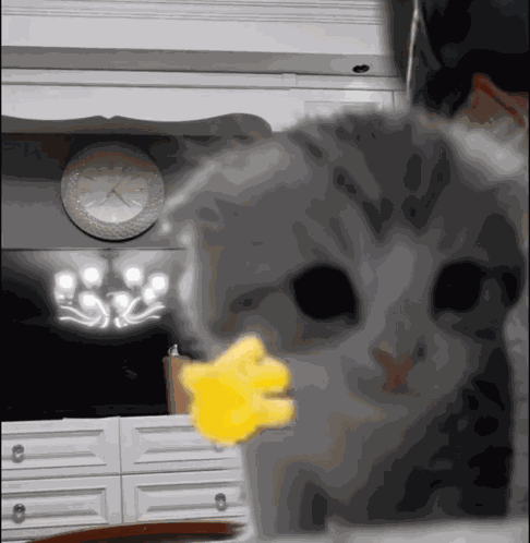Hello Cat Kitten GIF