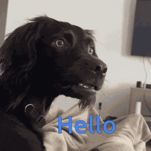 Hello Coucou Bonjour GIF