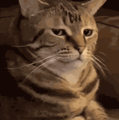 Hello Hi GIF