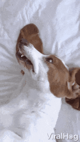 Hello Hi GIF