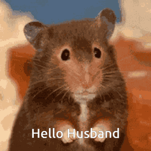 Hello Husband GIF