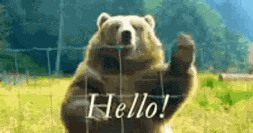 Hello GIF