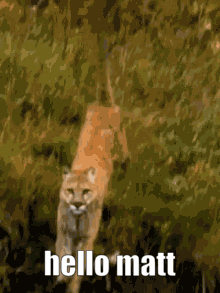 Hello Matt GIF