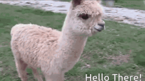 Hello There Llama Mamallama Llamakind Kind Hi Good Morning GIF