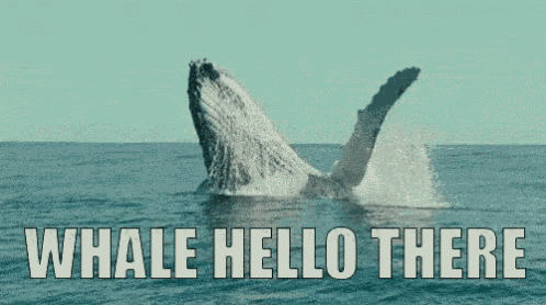 Hello There Well Hello There GIF