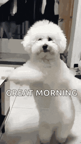 Hello GIF