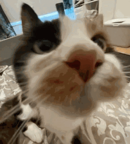 Helmi Pieru GIF