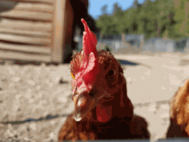 Hen GIF