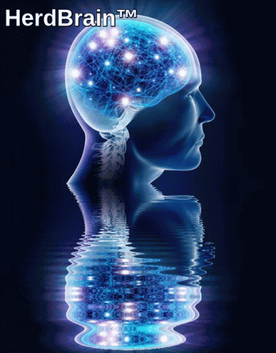 Herd Brain Ccd GIF