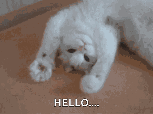 Hey Cat GIF